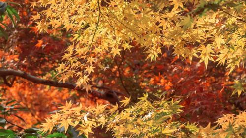 京都红枫唯美迷人风景,高清图片,电脑桌面-壁纸族