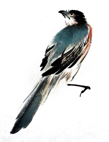 【国画教程】灰喜鹊的画法