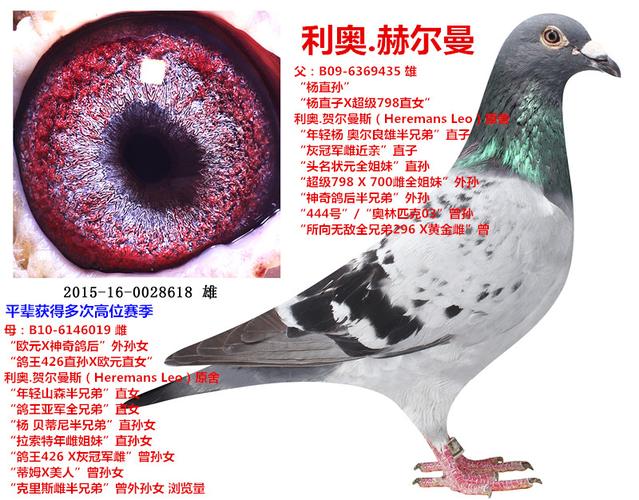 详细介绍: 父:b09-6369435 雄 "杨直孙" "杨直子x超级798直女"  利奥
