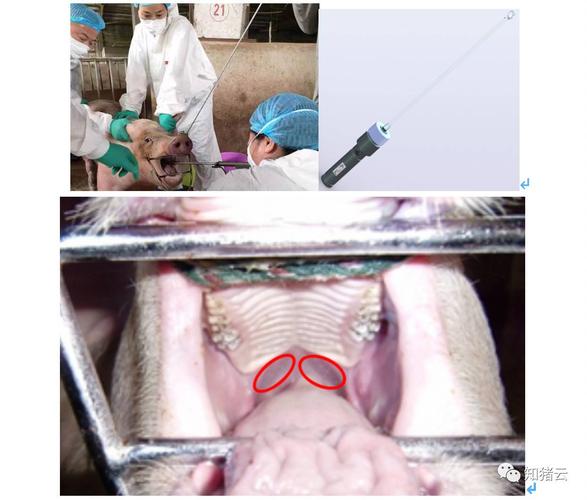 猪扁桃体液的采集和疾病检测应用