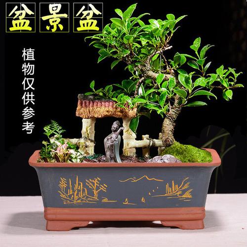 阳台花卉简约盆景花盆长方形紫砂盆栽
