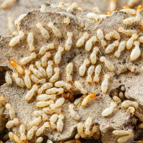 散白蚁和家白蚁有什么区别