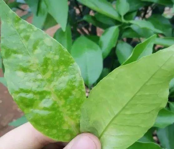 高温时矿物油加三个杀虫剂加代森锰锌