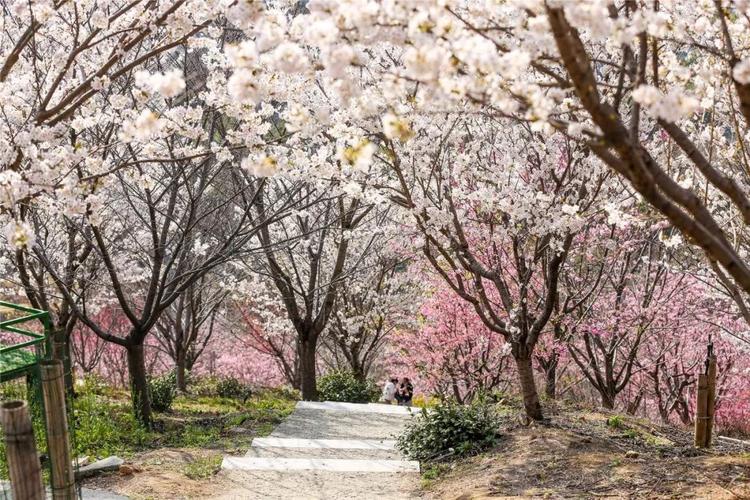 浪漫·杭州樱花园