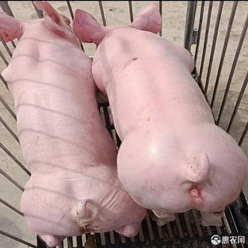 纯种大白种母猪种公猪大约克猪加美系大白猪产仔多生长快适应力强