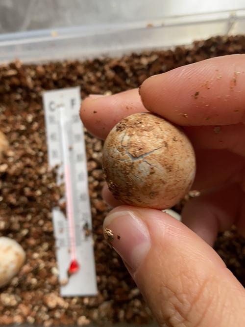 乌龟蛋今天孵出小乌龟了吗_乌龟_厨房_孵化乌龟蛋_宠物_宠物其他