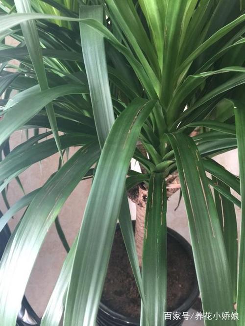 龙须树修剪下来的枝条这样扦插,容易成活!