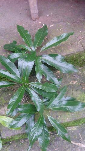 金丝楠木树叶照片?