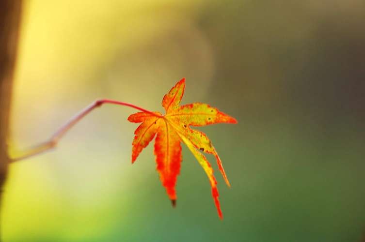 枫叶图片 - 第10张