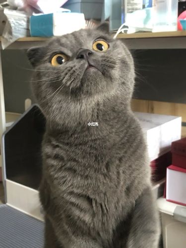 800块买来的蓝猫 养它需要花多少钱_蓝猫_猫砂_猫草_猫咪_折耳猫_维克