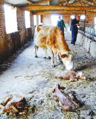 南乐功勋母牛一胎产3犊全部存活 专家:极为罕见