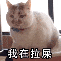 第67期喵表情 | 此猫拉屎中,勿看!勿进!