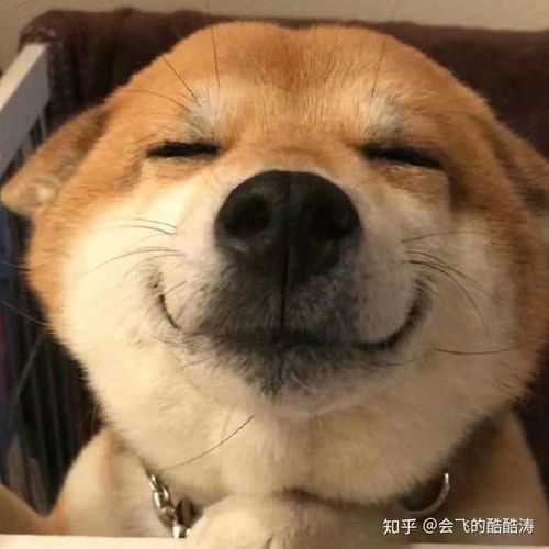 微信头像狗头图片大全