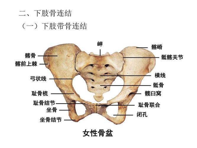 坐骨结节滑囊炎小针刀疗法一