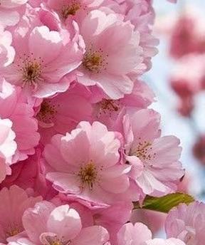 桃花什么时候开花季节桃花是什么颜色的