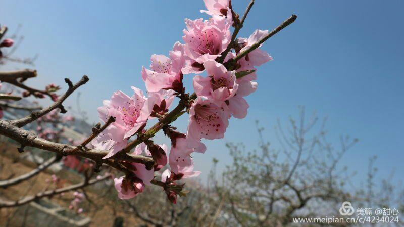 桃花恋(现代诗)