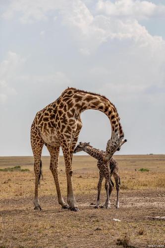 非洲草原独特动物艺术,长颈鹿母子温馨场面.