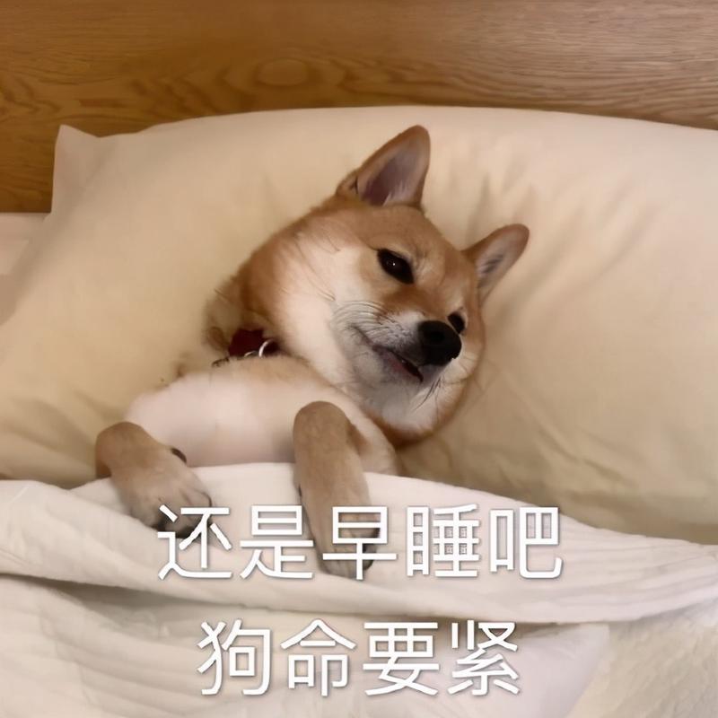 还是早睡吧,狗命要紧
