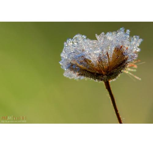 霜花