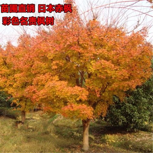 彩色名贵观赏枫树 正宗日本赤枫珊瑚阁红枫树苗庭院观赏树苗