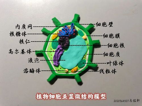 106期45班 马铭轩——植物细胞亚显微结构模型 |二等奖(四组)