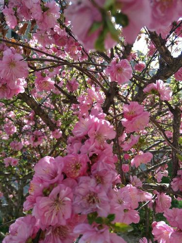 春天的花,开的一片烂漫,一丛丛,一簇簇!