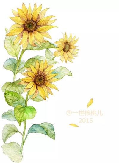 手绘向日葵,阳光的味道