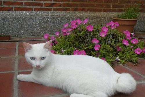 在猫中有着"猫王"之称的猫咪,麒麟猫