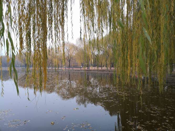 河边柳
