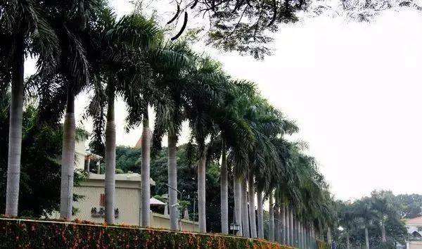 高树般齐,早步云梯  住宅附近的大树,整齐有序的排列,预示着其主