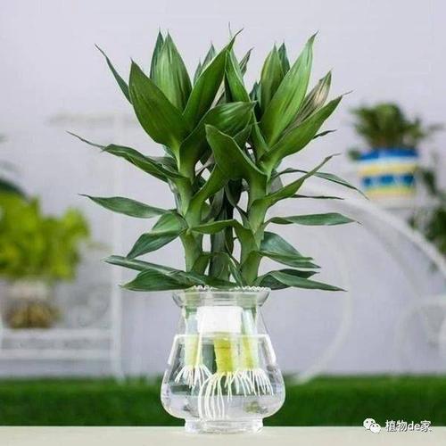 首先,刚刚买来的富贵竹在水养之前,应该要剔除根部及其以上多余的