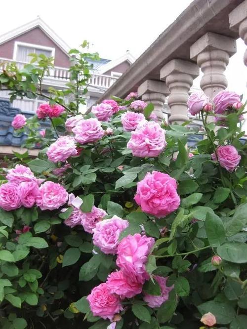 蓝丝带蓝丝带是最蓝的月季品种,属于大花香水月季,蓝丝带开花重瓣,花