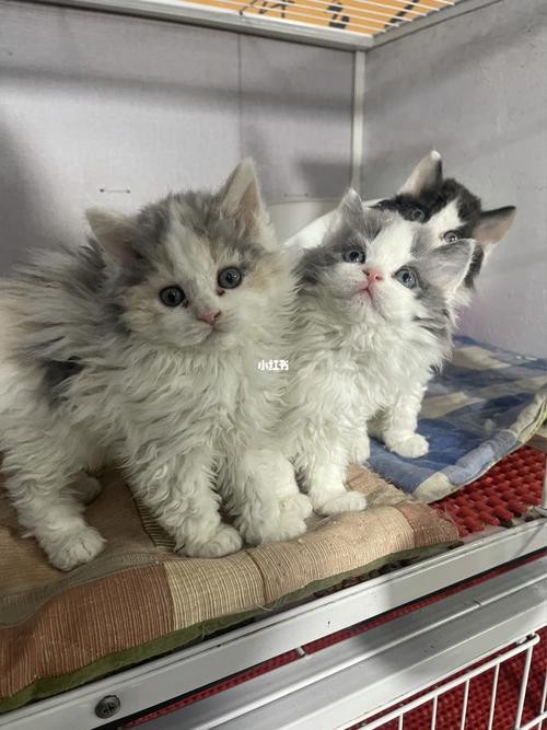 赛尔凯克卷毛猫 纯合子_萌宠_猫猫_我的萌宠_宠物_猫