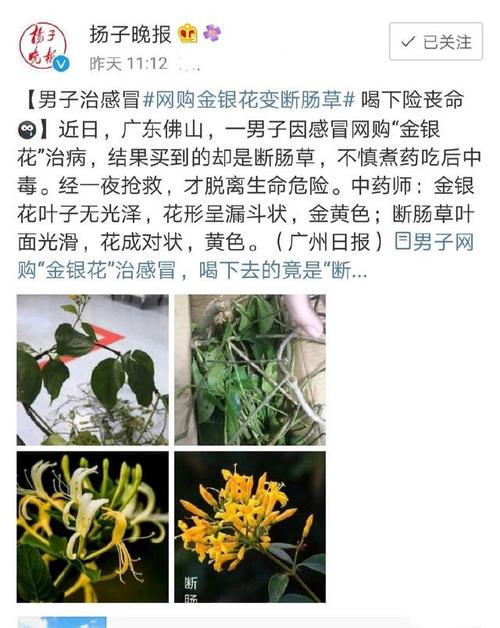 感冒不是情花毒,无需断肠草,认识金银花和断肠草的区别