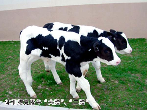     两头世界顶级种公牛的克隆成功标志着中国有