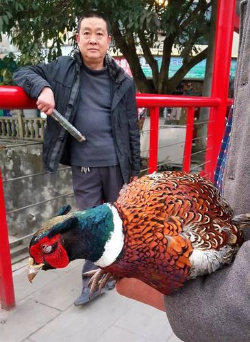 他说:"在龙镇大山上捕捉到的,这只野鸡从足爪来看,最起码有3年多了