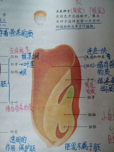 求画玉米种子结构图(手绘)哦