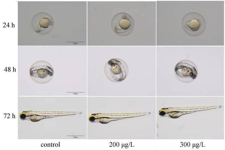 通过建立斑马鱼不同生长阶段的毒理学评价模型和评价系统,系统的研究