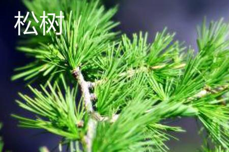 杉树和松树的区别
