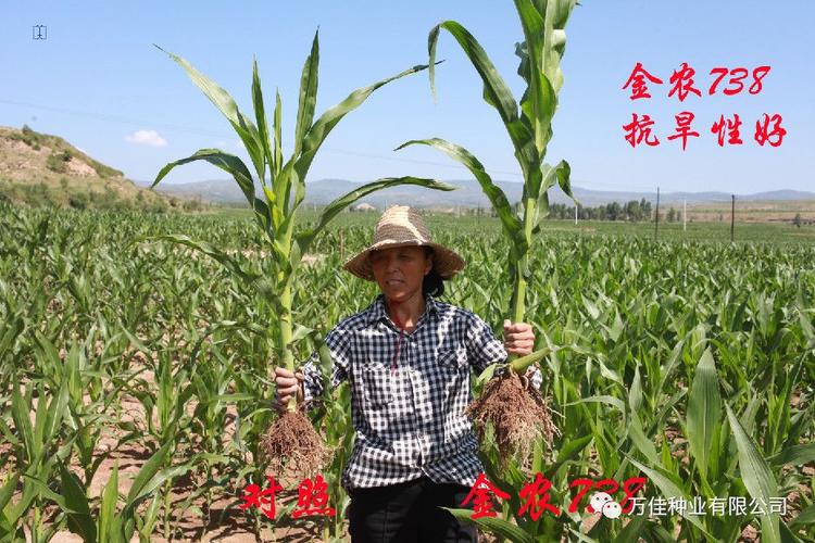 双国审红轴机收品种新标杆【金农738】招商公告