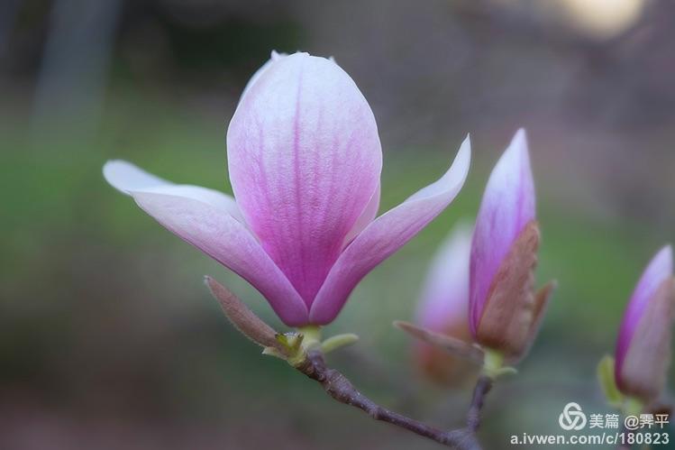magnolia flowers 写美篇 玉兰花被人们喜欢已经有几千年了,它的种类