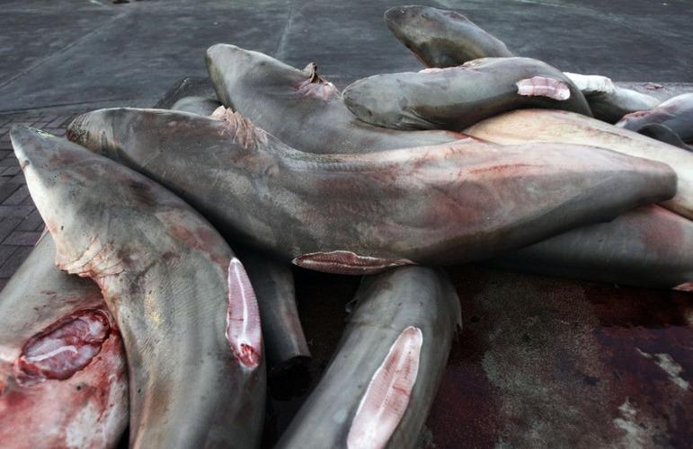 鲨鱼被捕杀图片