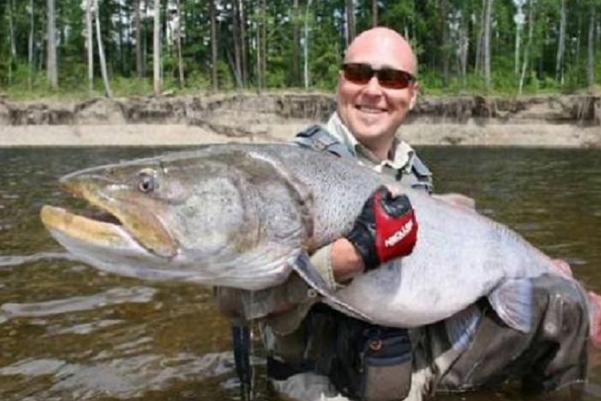 世界上最大的哲罗鲑有多大哲罗鲑生存区域