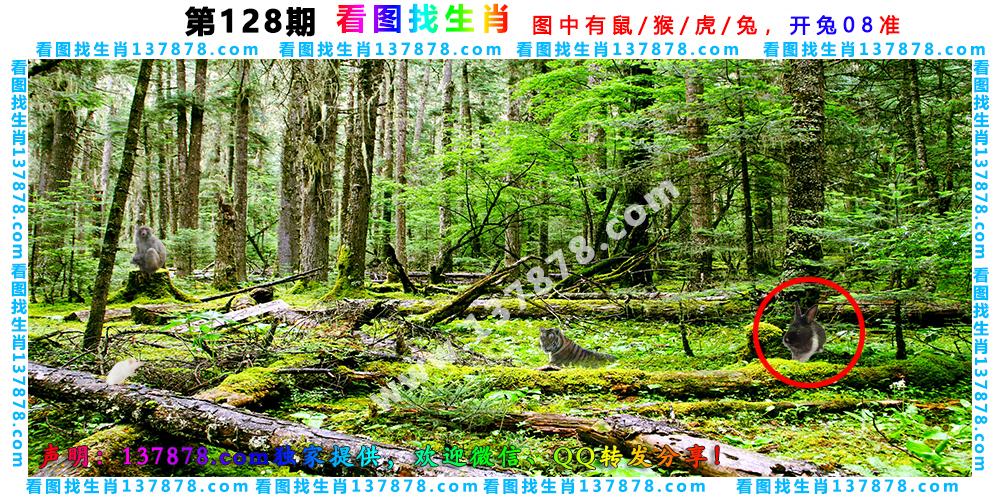 195858.com-----看图找生肖