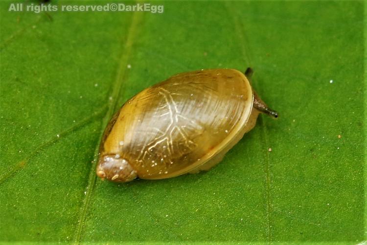 狭长琥珀螺 succinea pfeifferi