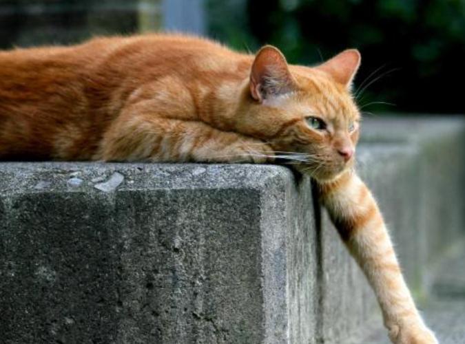 中国第一懒人,活活把自己懒死了,网友:这个甘拜下风