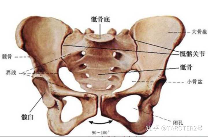 胯胯轴,也称胯骨轴,就是胯骨