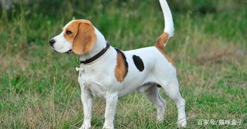 比格犬为什么被国际公认为最好的实验犬?