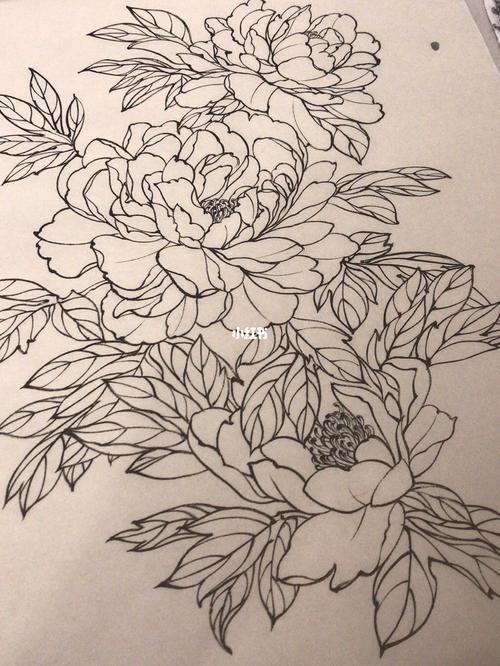 牡丹白描_牡丹_毛笔_白描_文化_绘画