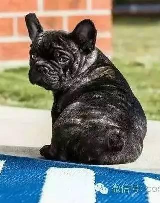 天下第一屁股评选 柯基vs法斗